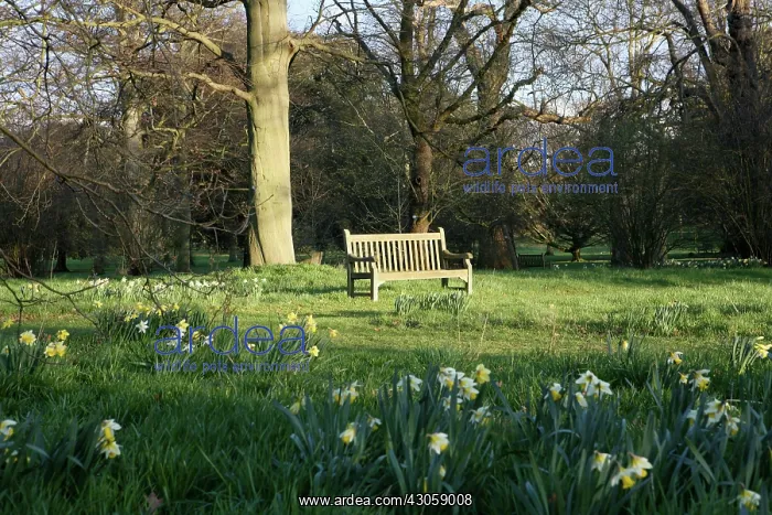 : Daffodil, Narcissus : Daffodil, Narcissus