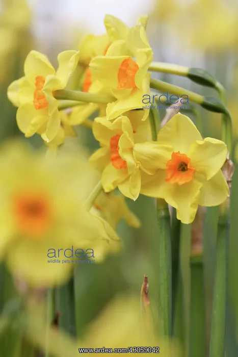 : Daffodil, Narcissus Golden Dawn : Daffodil, Narcissus Golden Dawn