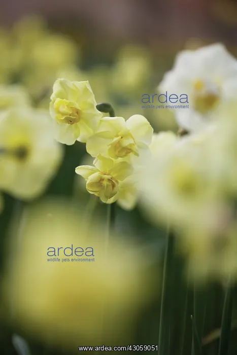 : Daffodil, Narcissus Primrose Beauty : Daffodil, Narcissus Primrose Beauty
