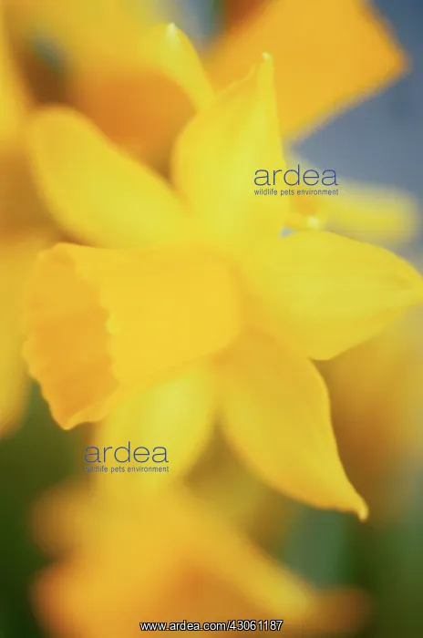 : Daffodil, Narcissus : Daffodil, Narcissus