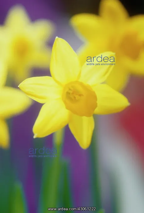 : Daffodil, Narcissus : Daffodil, Narcissus