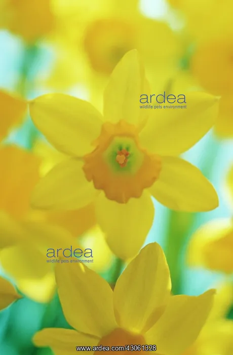 : Daffodil, Narcissus : Daffodil, Narcissus