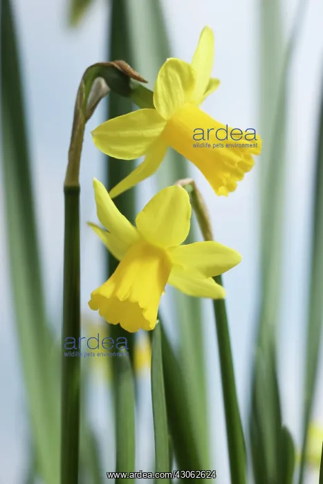 : Daffodil, Narcissus Tete-a-Tete : Daffodil, Narcissus Tete-a-Tete