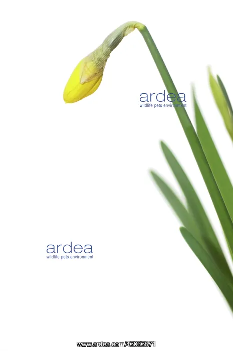 : Daffodil, Narcissus Jetfire : Daffodil, Narcissus Jetfire
