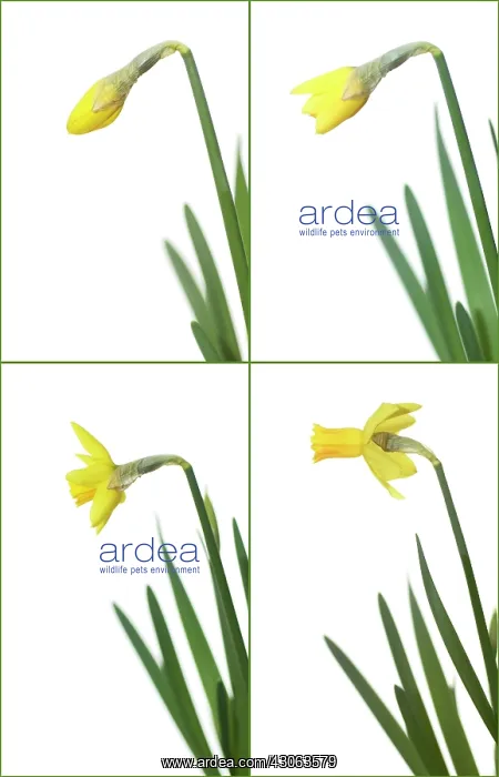: Daffodil, Narcissus Jetfire : Daffodil, Narcissus Jetfire