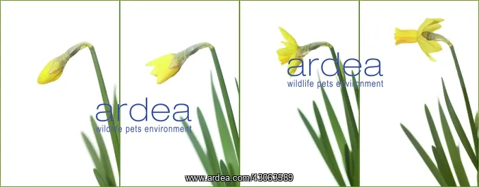  : Daffodil, Narcissus Jetfire