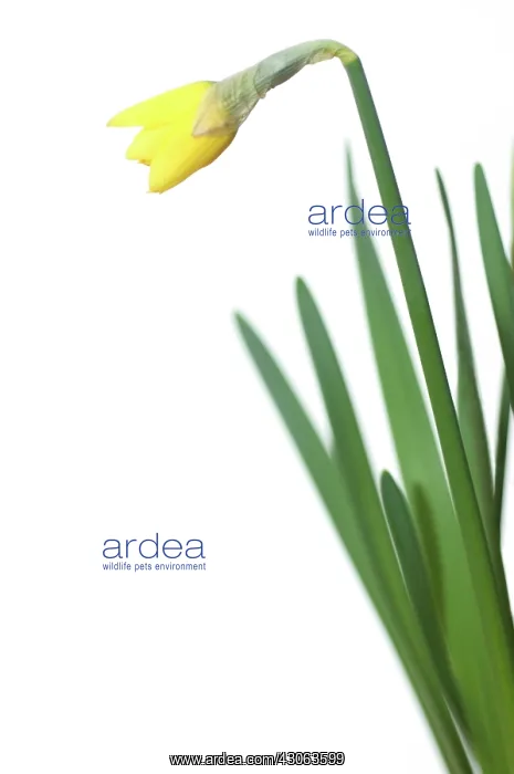 : Daffodil, Narcissus Jetfire : Daffodil, Narcissus Jetfire
