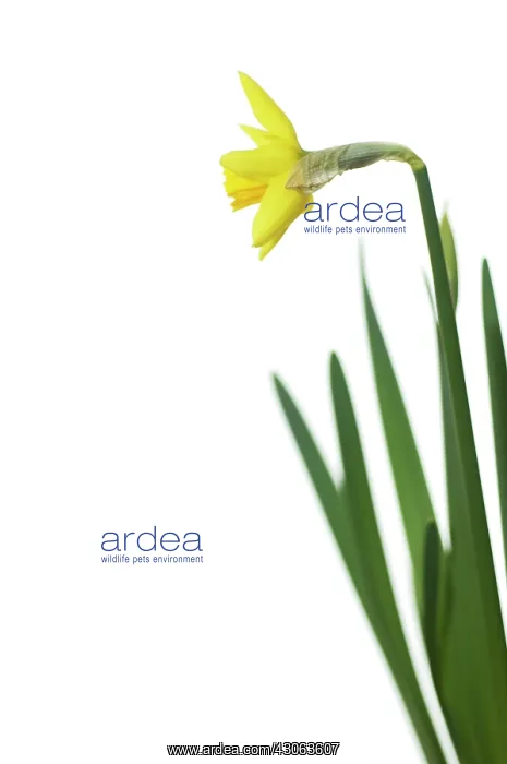  : Daffodil, Narcissus Jetfire