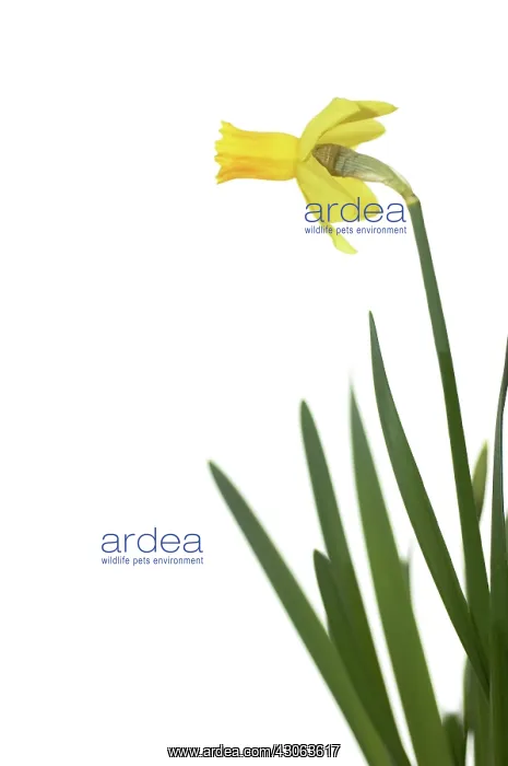 : Daffodil, Narcissus Jetfire : Daffodil, Narcissus Jetfire