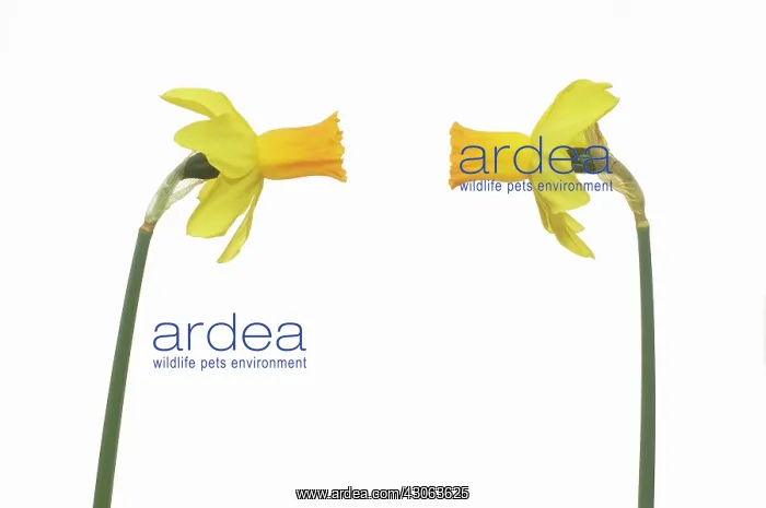 : Daffodil, Narcissus Jetfire : Daffodil, Narcissus Jetfire