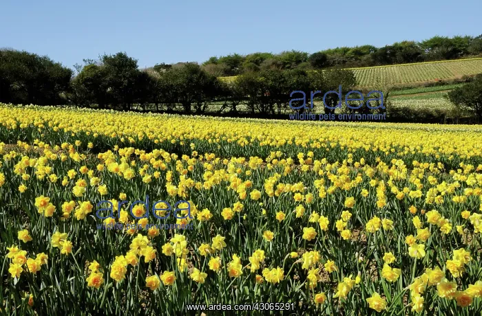 : Daffodil, Narcissus : Daffodil, Narcissus