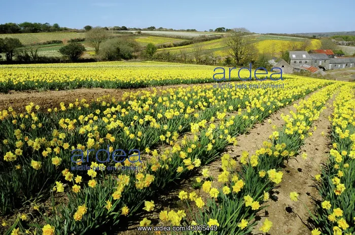 : Daffodil, Narcissus : Daffodil, Narcissus
