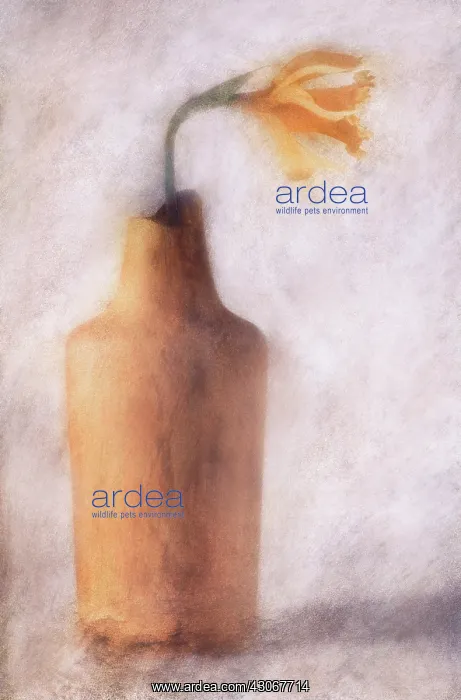 : Daffodil, Narcissus. Digitally manipulated image of single flower in vase against softened : Daffodil, Narcissus. Digitally manipulated image of single flower in vase against softened