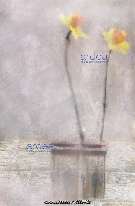 : Daffodil, Narcissus. Digitally manipulated image of two flowers in vase against softened : Daffodil, Narcissus. Digitally manipulated image of two flowers in vase against softened