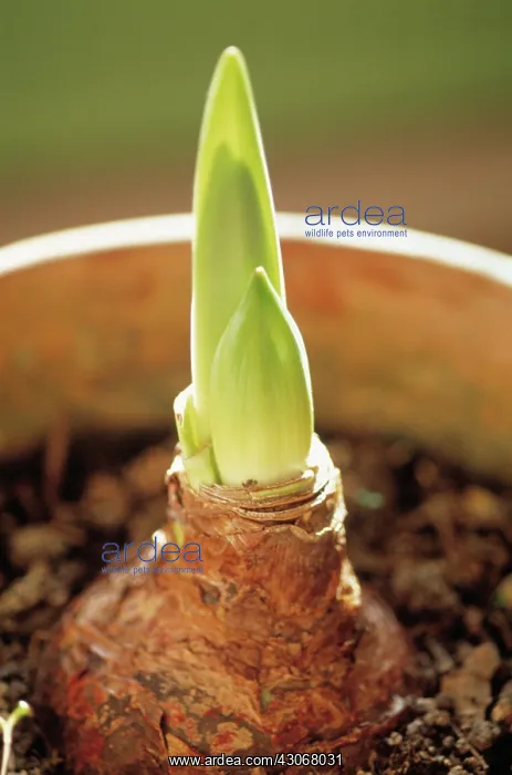 : Daffodil, Narcissus : Daffodil, Narcissus