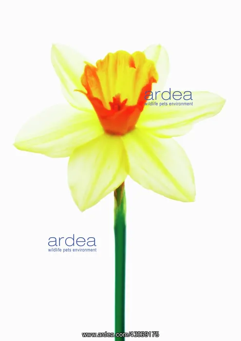 : Daffodil, Narcissus Salome : Daffodil, Narcissus Salome