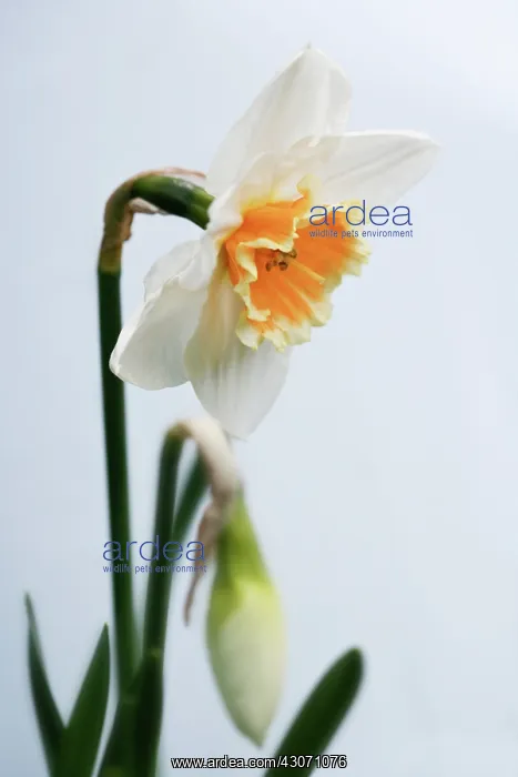: Daffodil, Narcissus : Daffodil, Narcissus
