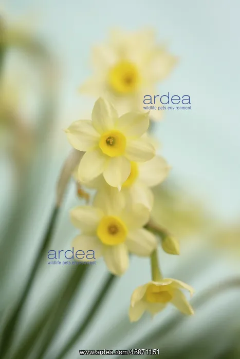 : Daffodil, Narcissus Minnow : Daffodil, Narcissus Minnow
