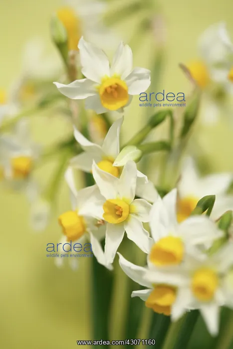 : Daffodil, Narcissus Canaliculatus : Daffodil, Narcissus Canaliculatus