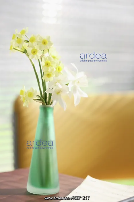 : Daffodil, Narcissus : Daffodil, Narcissus