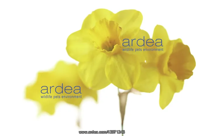 : Daffodil, Narcissus : Daffodil, Narcissus
