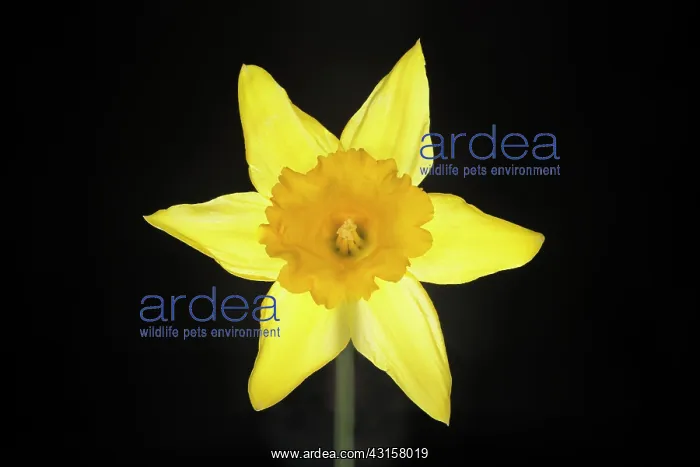 : Daffodil (Narcissus sp) flower front view with back-lighting, United Kingdom : Daffodil (Narcissus sp) flower front view with back-lighting, United Kingdom