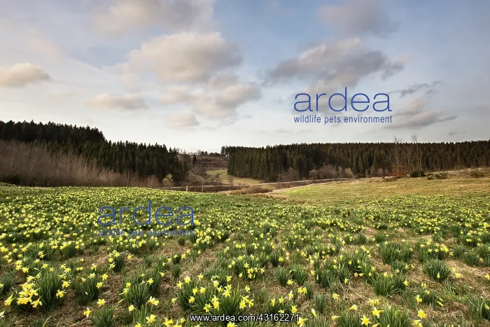 : Daffodil. Sunset above a field with thousands of Wild Daffodils : Daffodil. Sunset above a field with thousands of Wild Daffodils