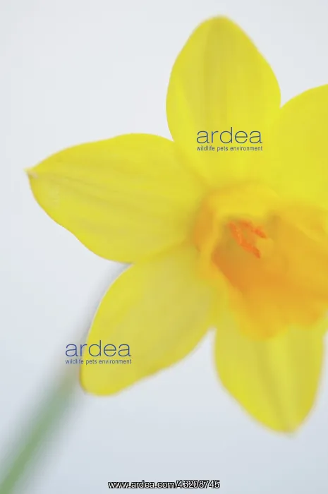 : Daffodil, Narcissus : Daffodil, Narcissus
