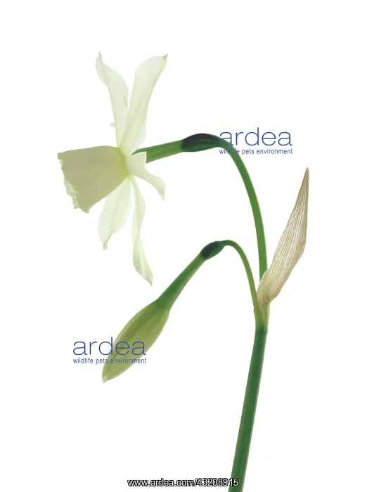 : Daffodil. Narcissus : Daffodil. Narcissus