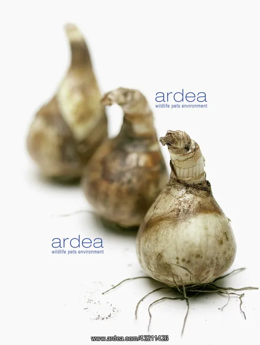 : Daffodil bulbs shot in a studio against a whict background : Daffodil bulbs shot in a studio against a whict background