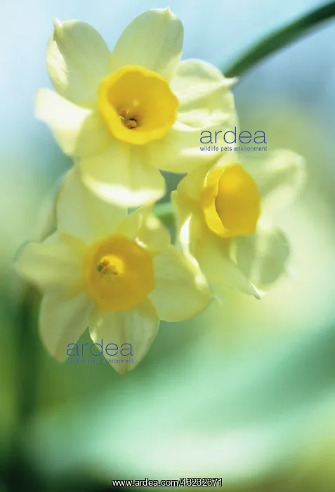 : Daffodil. Narcissus : Daffodil. Narcissus