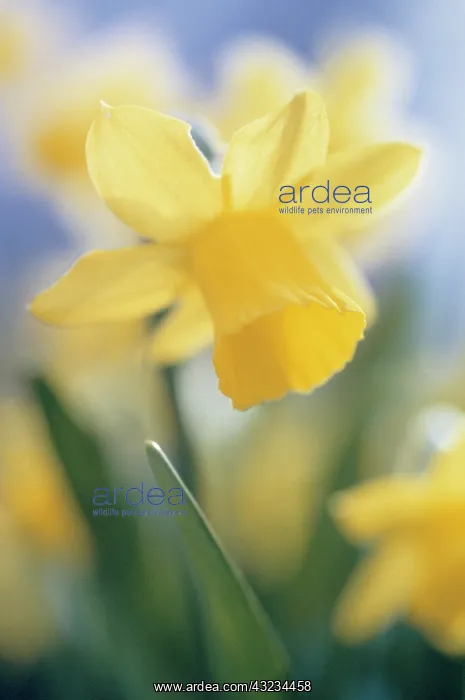 : Daffodil, Narcissus Tete-a-Tete : Daffodil, Narcissus Tete-a-Tete