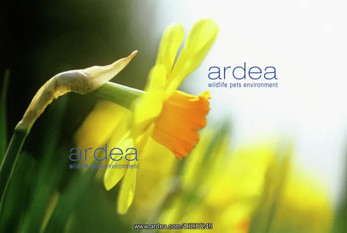 : Daffodil, Narcissus Barrett Browning : Daffodil, Narcissus Barrett Browning