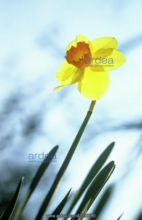 : Daffodil, Narcissus Barrett Browning : Daffodil, Narcissus Barrett Browning