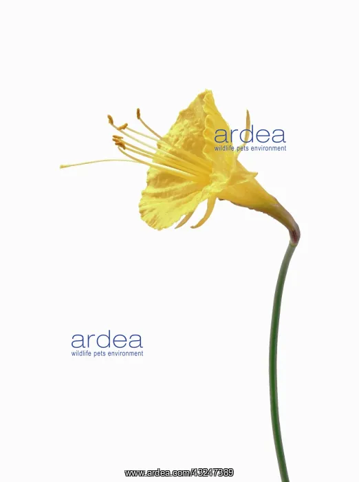 : Daffodil, Petticoat daffodil, Narcissus bulbicodium : Daffodil, Petticoat daffodil, Narcissus bulbicodium