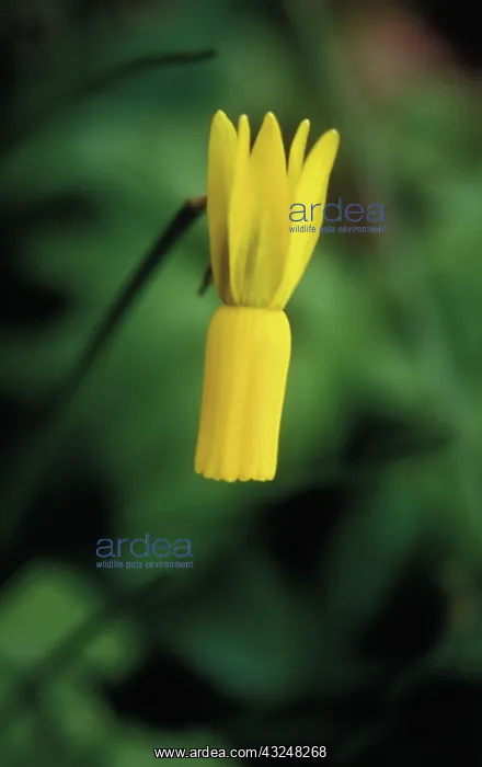 : Daffodil, Narcissus cyclamineus : Daffodil, Narcissus cyclamineus