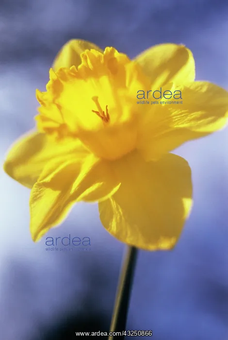 : Daffodil, Narcissus : Daffodil, Narcissus