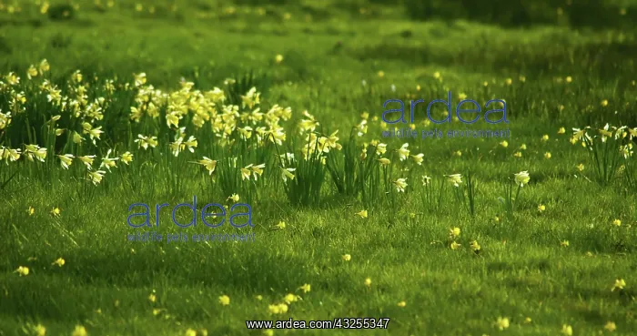 : Daffodil, Narcissus pseudonarcissus : Daffodil, Narcissus pseudonarcissus
