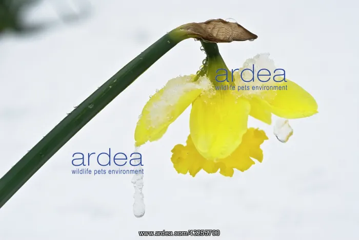: Daffodil, Narcissus : Daffodil, Narcissus