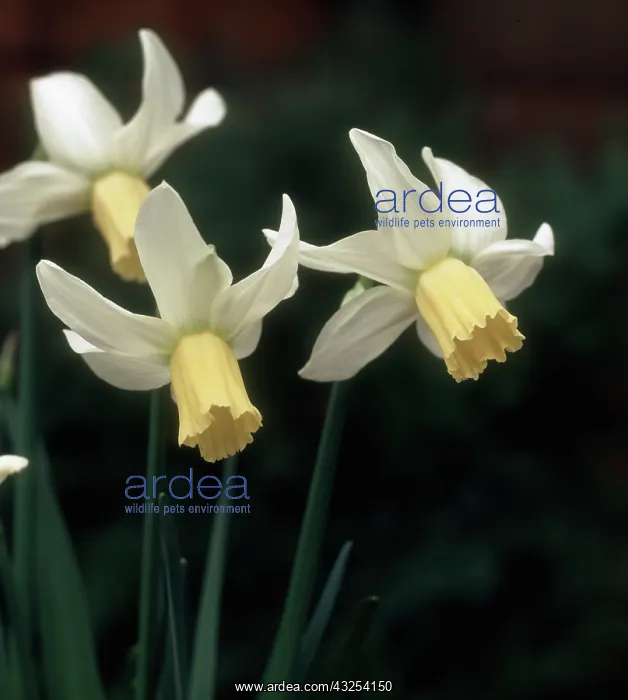 : Daffodil flowers : Daffodil flowers