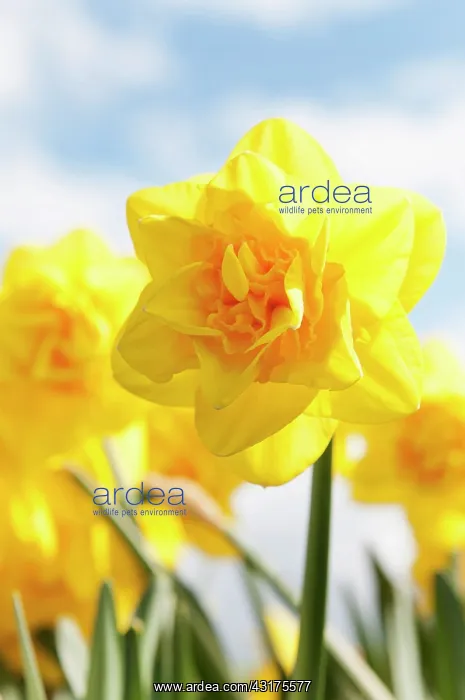 : Daffodil Jack the Lad, Narcissus Jack the Lad, yellow fl : Daffodil Jack the Lad, Narcissus Jack the Lad, yellow fl