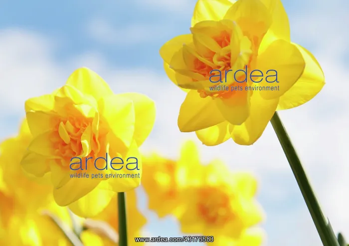  : Daffodil Jack the Lad, Narcissus Jack the Lad, yellow fl