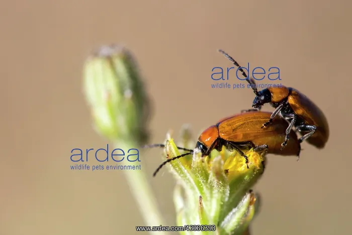 : Daffodil leaf beetle (Exosoma lusitanica) mating : Daffodil leaf beetle (Exosoma lusitanica) mating
