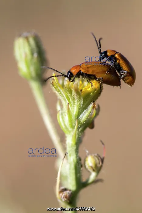 : Daffodil leaf beetle (Exosoma lusitanica) mating : Daffodil leaf beetle (Exosoma lusitanica) mating