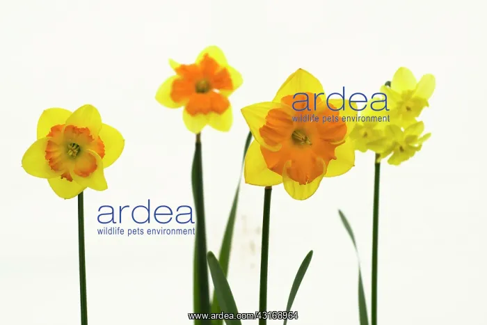 : Daffodil, Narcissus Boslowick, Front view of yellow : Daffodil, Narcissus Boslowick, Front view of yellow