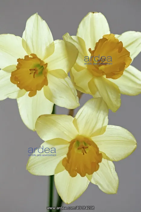 : Daffodil, Narcissus, Close front view of three flowers : Daffodil, Narcissus, Close front view of three flowers
