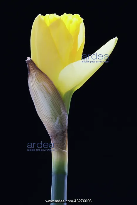 : Daffodil, Narcissus cultivar, Yellow subject, Black : Daffodil, Narcissus cultivar, Yellow subject, Black