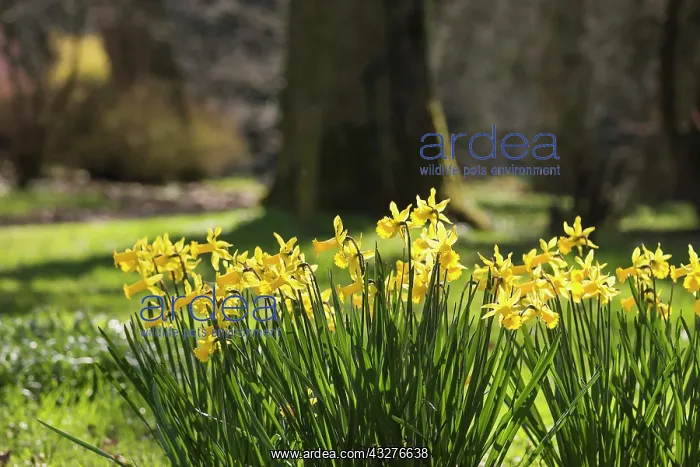 : Daffodil, Narcissus cultivar, Yellow subject : Daffodil, Narcissus cultivar, Yellow subject