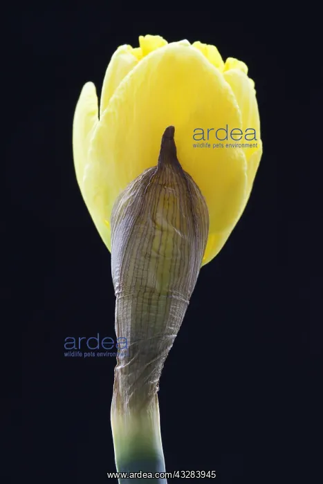 : Daffodil, Narcissus cultivar, Yellow subject, Black : Daffodil, Narcissus cultivar, Yellow subject, Black
