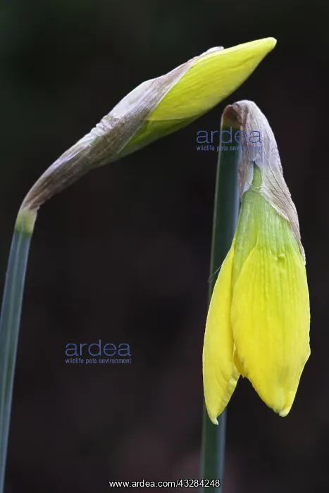 : Daffodil, Narcissus cultivar, Yellow subject, Black : Daffodil, Narcissus cultivar, Yellow subject, Black